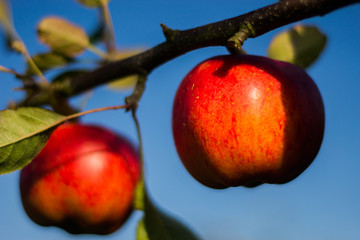 Red apple on a tree branch. Apples are ready to be picked in an orchard of the South of England.