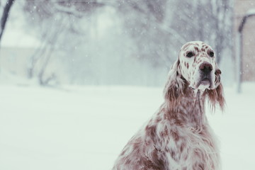 Christmas spotty white Setter portrait sitting in the winter city park on snowy background in soft focus