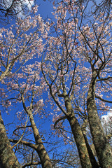 Magnolia trees