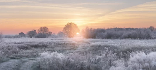 Fotobehang Winter Winter rijzende zon verlicht wit gras met rijm