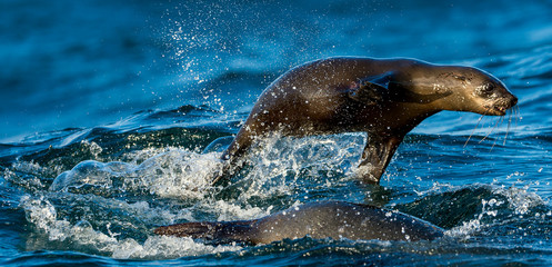 Seals swim and jumping out of water . Jumping Cape fur seal (Arc