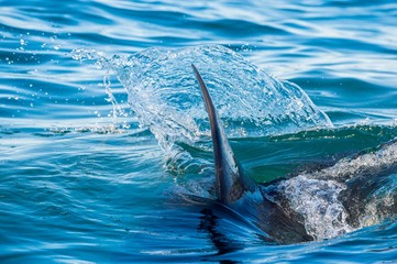 Shark fin above water. Closeup Fin of a Great White Shark (Carcharodon carcharias), swimming at...