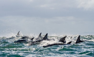 Dolphins, swimming in the ocean