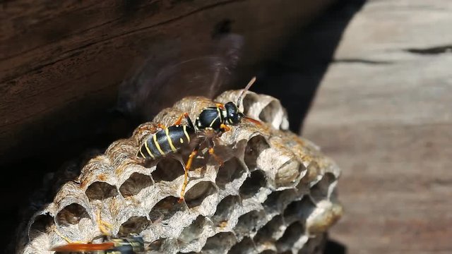 Paper Wasp on nest. Polistes dominulus