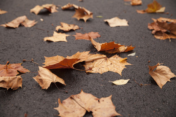 Leaves on the Road