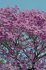 Pink ipe on blue sky