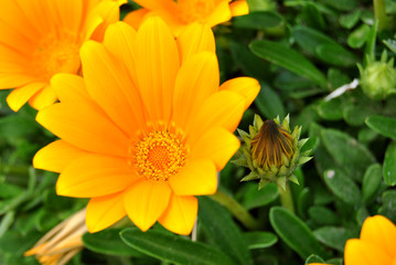 Fiore arancione