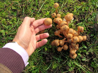 Raccolta dei funghi...in camicia