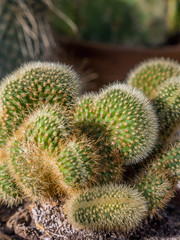 Closeup of cactus plant