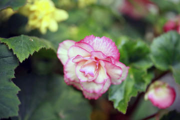 Fototapeta piękny kwiat w ogrodzie obraz