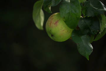 zielone jabłko rośnie na drzewie - obrazy, fototapety, plakaty