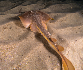 Thornback ray