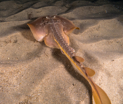 Thornback Ray