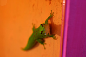 green lizard