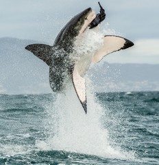 Fototapeta premium Great White Shark (Carcharodon carcharias) breaching in an attack. Hunting of a Great White Shark (Carcharodon carcharias). South Africa