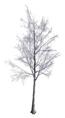 Obraz premium Winter Tree On Snow Isolated White 3D Illustration