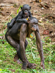 Bonobo Cub on back at mother. At a short distance, close up. The Bonobo ( Pan paniscus), called the pygmy chimpanzee.