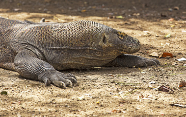 Komodo Dragon in Komodo national park
