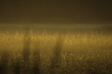 Marsh grass soft lighting