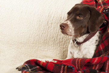 english pointer dog at home