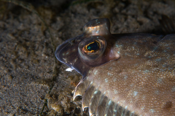 Flounder Eye