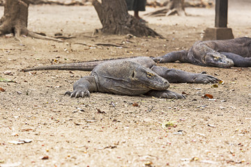 Komodo Dragon in Komodo national park