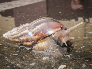 snail