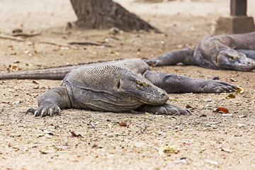 Komodo Dragon in Komodo national park