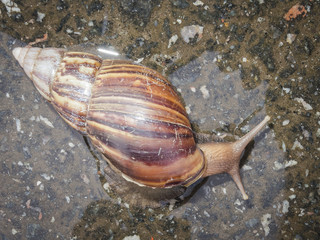 snail