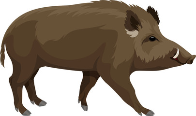 vector wild hog boar mascot