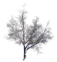 Winter Tree On Snow Isolated White 3D Illustration