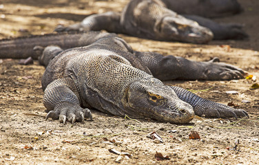Komodo Dragon photo