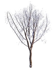 Fototapeta na wymiar Winter Tree On Snow Isolated White 3D Illustration