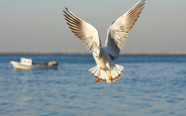 Seagull flying and landing with open wings on the blue sea. © oralz