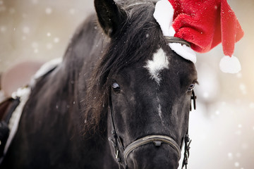 Portrait of a horse in a a red Santa Claus hat
