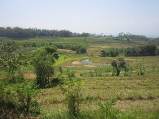 Fototapeta na wymiar Rice Field Under The Hill