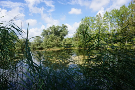 Teich nahe Altrhein bei Mothern/Elsa&szlig;