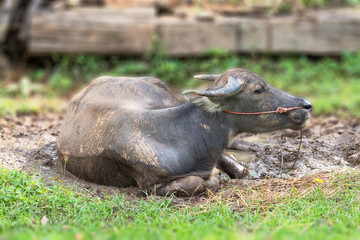 Swamp buffalo lying in the sun hot.