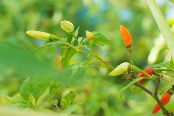 chilli on tree in the garden