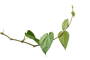 Vine plant, Nature Ivy leaves plant isolated on white background