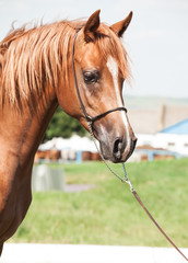 Fototapeta premium portrait of beautiful sorrel young arabian colt.