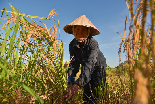 Vietnamese farmer working on rice field in Vietnam