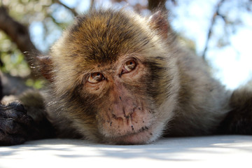 Obraz premium Macaco de Gibraltar tumbado descansando a la sombra de un árbol sobre un suelo pintado de blanco.