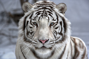 Face à face avec le tigre blanc du Bengale