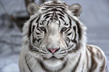 Deurstickers Tijger Oog in oog met witte Bengaalse tijger