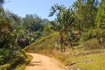 Fototapeta na wymiar Dusty safari road in Madagascar
