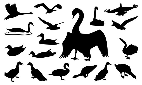 Duck Swan Goose Walking Swimming Flying Silhouette Collection