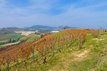 Fototapeta na wymiar View on vineyards and small houses on the hill in Piedmont, Italy