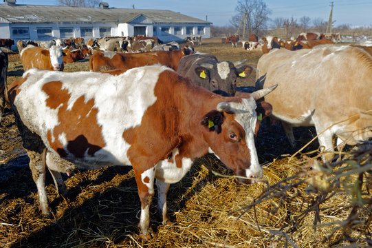 Cows grazing in a pen on a bright sunny autumn day