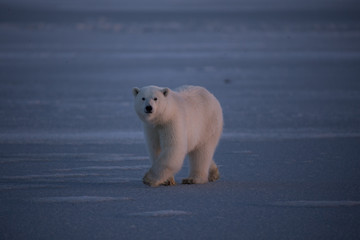 Polar bear cub, Arctic